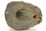 Rare, Spiny Heliopeltis Trilobite - Issoumour, Morocco #328634-1